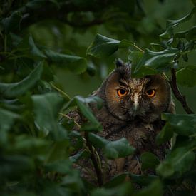 Watching You van Richard Kalkman fotografie