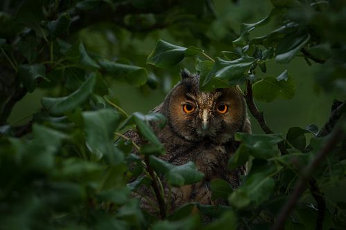 Watching You