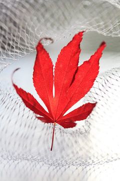 Rood esdoornblad (herfst) van Tot Kijk Fotografie: natuur aan de muur