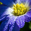 blauwe bloem met druppels von de buurtfotograaf Leontien Miniaturansicht