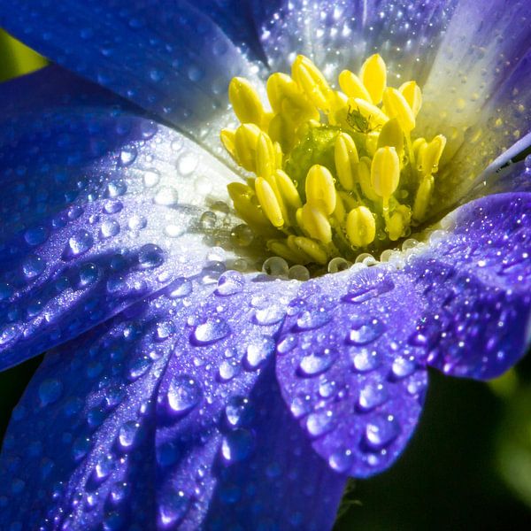 blauwe bloem met druppels von de buurtfotograaf Leontien