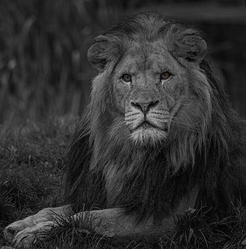 African lion (b/w) by Wouter Van der Zwan