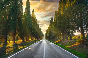 Merveilleuse lumière sur l'avenue de Bolgheri. Maremme, Toscane sur Stefano Orazzini