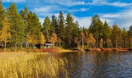 Autumn gold by the water - At Myrkulla Lodge in northern Sweden