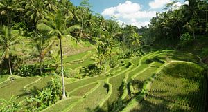 rice fields  by Lex Scholten