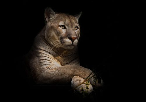 Eine stolze schöne Raubkatze sitzt in der Dunkelheit. Katze im Nachtwald, schwarzer Hintergrund. Pum