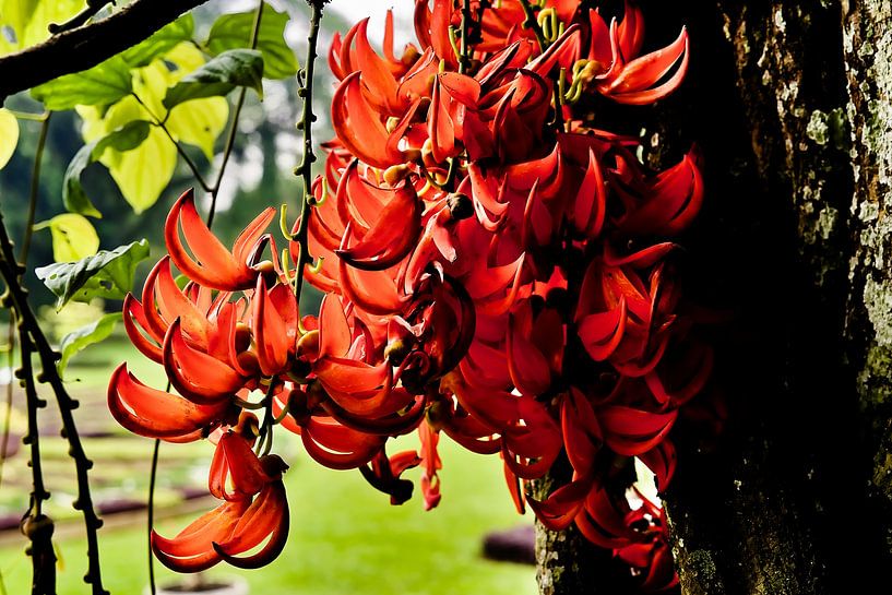 The flamboyant splendour of tropical red jade flowers by Frank Photos