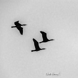 Fliegende Freiheit von Nicole Harren