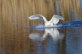 Höckerschwan von Karin Jähne