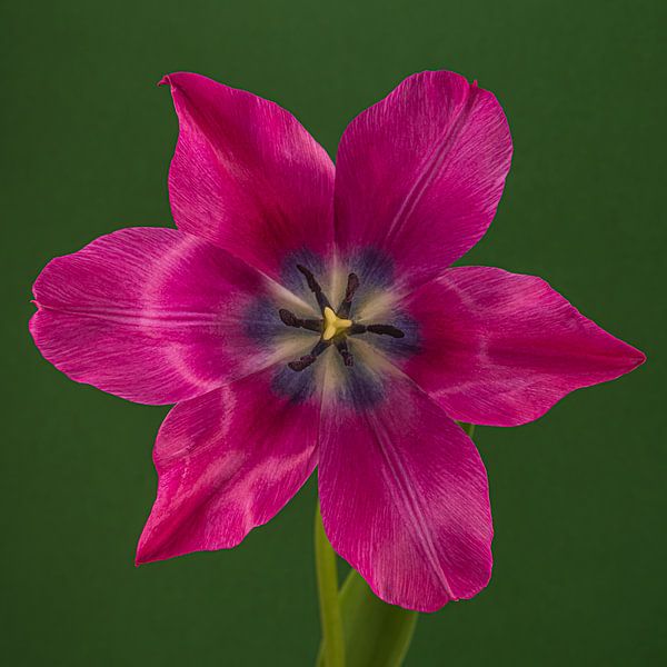 Pop of colour: An open fuchsia-coloured tulip in green by Marjolijn van den Berg