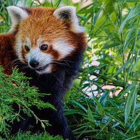 Rode panda tussen het groen van Leo Huijzer