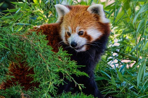 Roter Panda inmitten des Grüns
