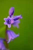 Avondwandeling Landgoed Marquette bos