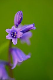 Abendspaziergang Waldgut Marquette von Tomasz_best_shots