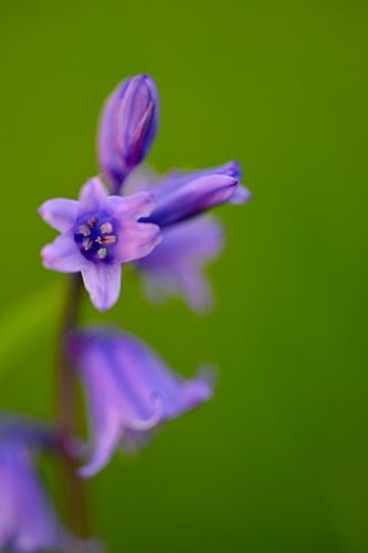 Avondwandeling Landgoed Marquette bos