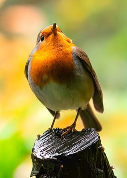 Robins by Peter Bartelings