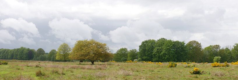 Eichen auf einer Wiese, auf der schottische Highlander grasen. von Wim vd Neut