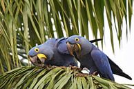 Papegaaien en ara's: Paartje nieuwsgierige hyacinthara's van Rini Kools thumbnail