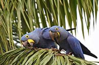 Parrots and macaws: Couple of curious hyacinth macaws by Rini Kools thumbnail