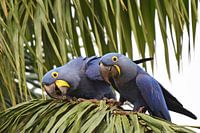 Parrots and macaws: Couple of curious hyacinth macaws