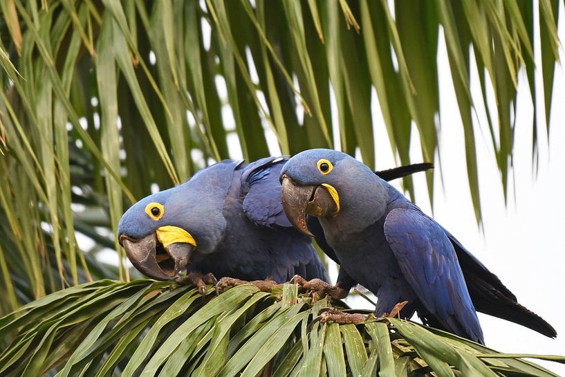 Papegaaien en ara's: Paartje nieuwsgierige hyacinthara's van Rini Kools