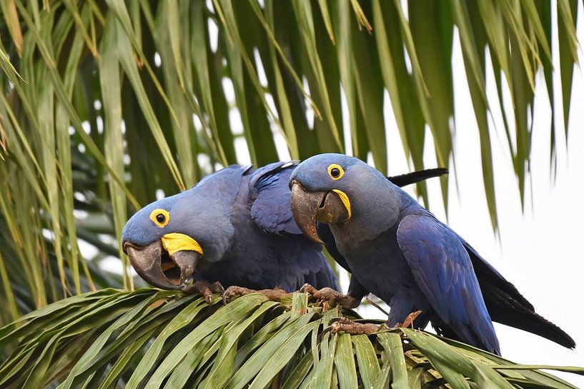 Parrots and macaws: Couple of curious hyacinth macaws by Rini Kools