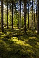Lights & shadows in the woods in Wallonia (portrait)