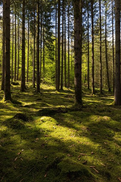 Licht en schaduw in de bossen in Wallonië (staand) van Kelly De Preter