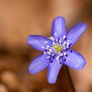 Leberblümchen von Andreas Müller Miniaturansicht