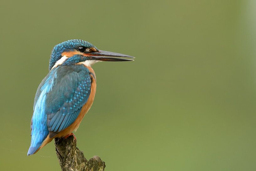 Kingfisher  von Gonnie van de Schans