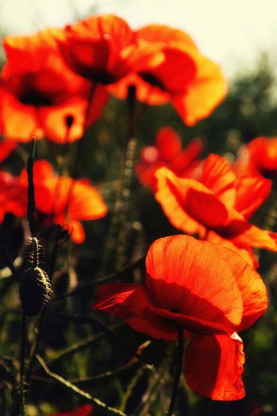 Poppies par Falko Follert