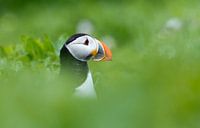 Macareux moine par Menno Schaefer Aperçu