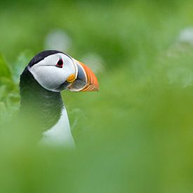 puffin by Menno Schaefer