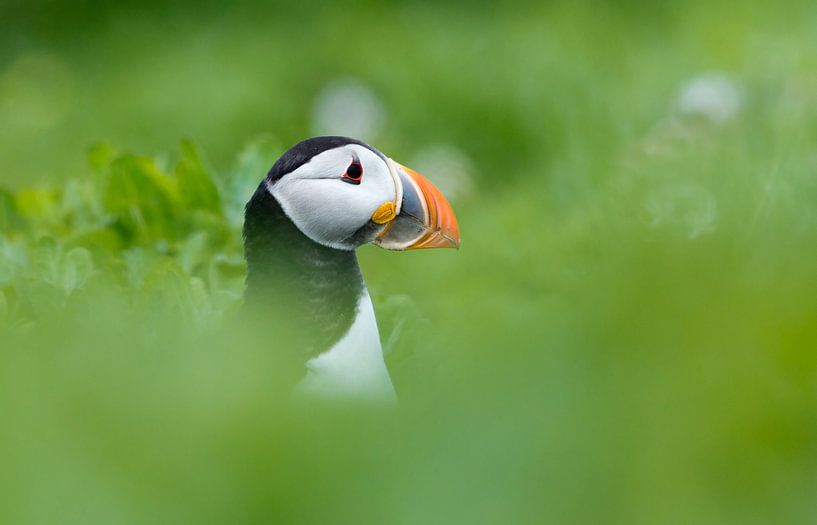 Macareux moine par Menno Schaefer