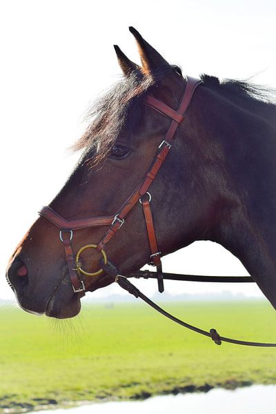 paard van Annemarie Kroon