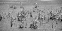 Herbe froide