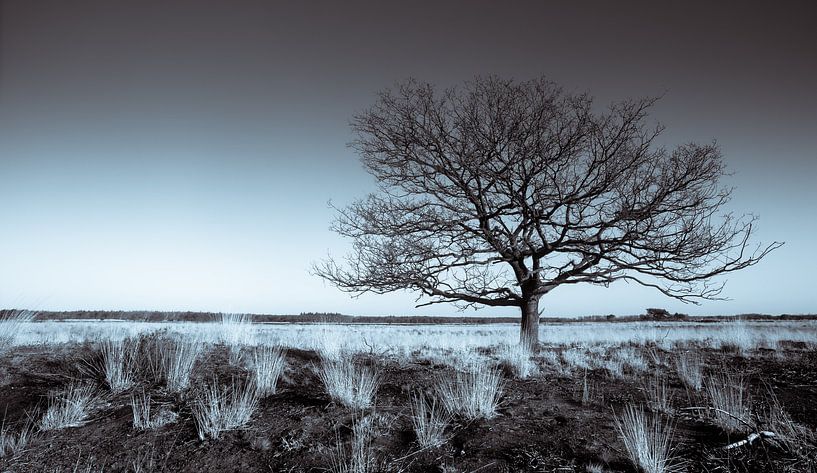 Groote Heide 8 par Deshamer