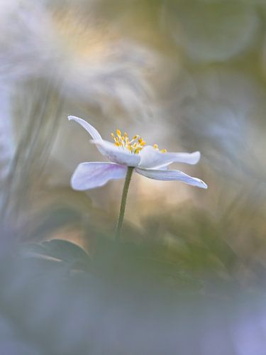 bosanemoon van Remco loeffen