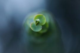 Les nuances de vert et de bleu des plantes sur Isabel van Veen