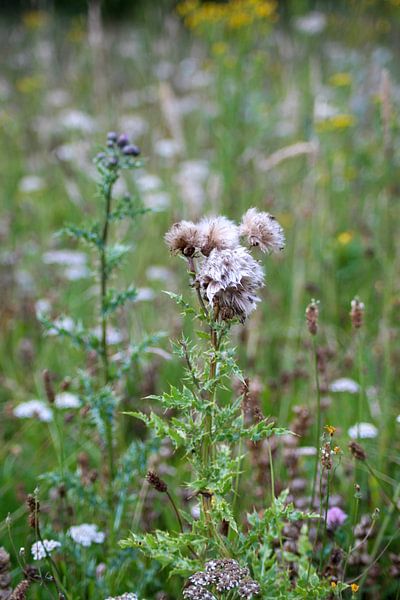Federdistel von Shirley Douwstra