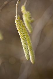 botanische foto, kronkelhazelaar van Karijn | Fine art Natuur en Reis Fotografie