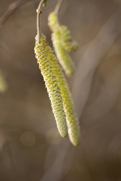 image botanique, noisette de la couronne par Karijn | Fine art Natuur en Reis Fotografie