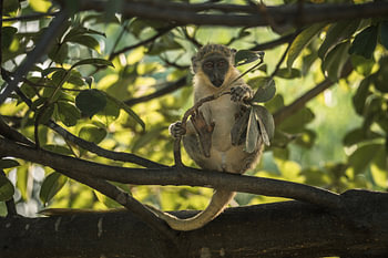 Ein Affe in einem Baum in Gambia