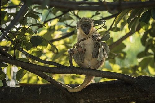 Een aap in de boom in Gambia