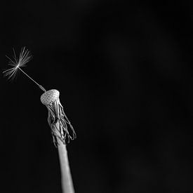 Paardenbloem van SuparDisign