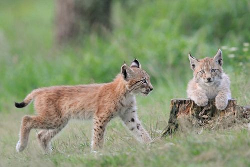 Eurasischer Luchs (Lynx lynx), zwei Jungtiere, Tierkinder, Kätzchen, Kleinkatzen spielen miteinander