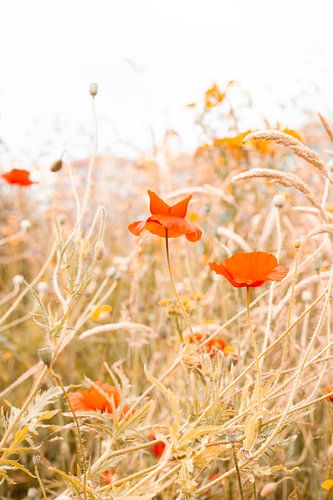 Zomerse bloemenweide met klaprozen of papaver. Natuur fotografie