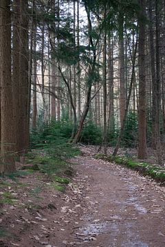 To let the forest speak van Anne Roos Van Veen