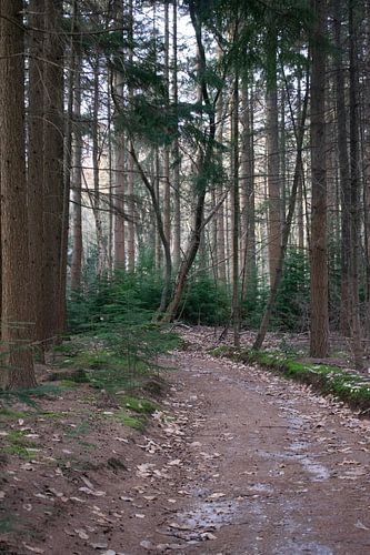 To let the forest speak