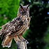 Owl by Henk Langerak